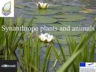 Synanthrope plants and animals
 