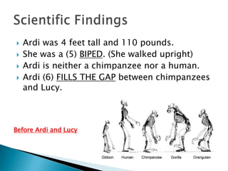    Ardi was 4 feet tall and 110 pounds.
   She was a (5) BIPED. (She walked upright)
   Ardi is neither a chimpanzee nor a human.
   Ardi (6) FILLS THE GAP between chimpanzees
    and Lucy.



Before Ardi and Lucy
 