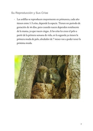 Su Reproducción y Sus Crías
- Las ardillas se reproducen mayormente en primavera, cada año
tienen entre 1-3 crías, depende la especie. Tienen un periodo de
gestación de 44 días, pero cuando nacen dependen totalmente
de la mama, ya que nacen ciegas. A las crías les crece el pelo a
partir de la primera semana de vida, en la segunda ya tienen la
primera muda de pelo, alrededor de 7 meses van a poder tener la
próxima muda.
7
 