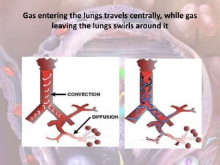 Gas entering the lungs travels centrally, while gas
leaving the lungs swirls around it
 