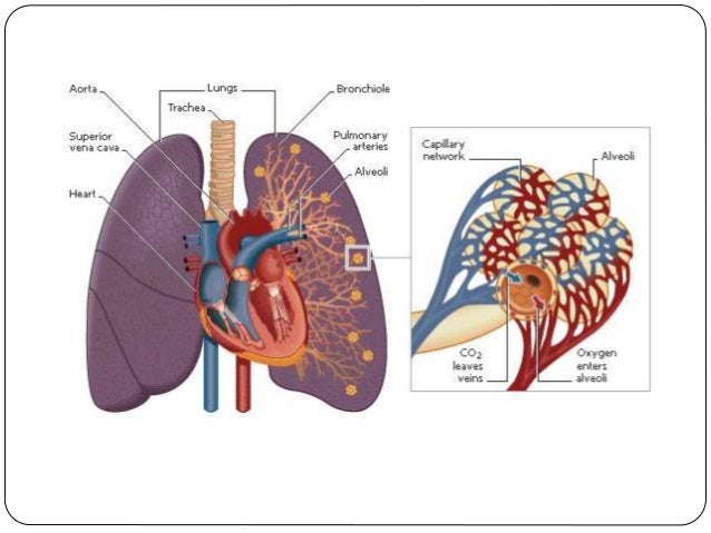 Acute respiratory distress syndrome diagram of diffusion the lungs 