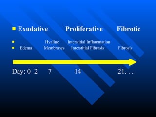 Exudative  Proliferative  Fibrotic Hyaline  Interstitial Inflammation Edema  Membranes  Interstitial Fibrosis  Fibrosis Day: 0  2  7  14  21. . . 