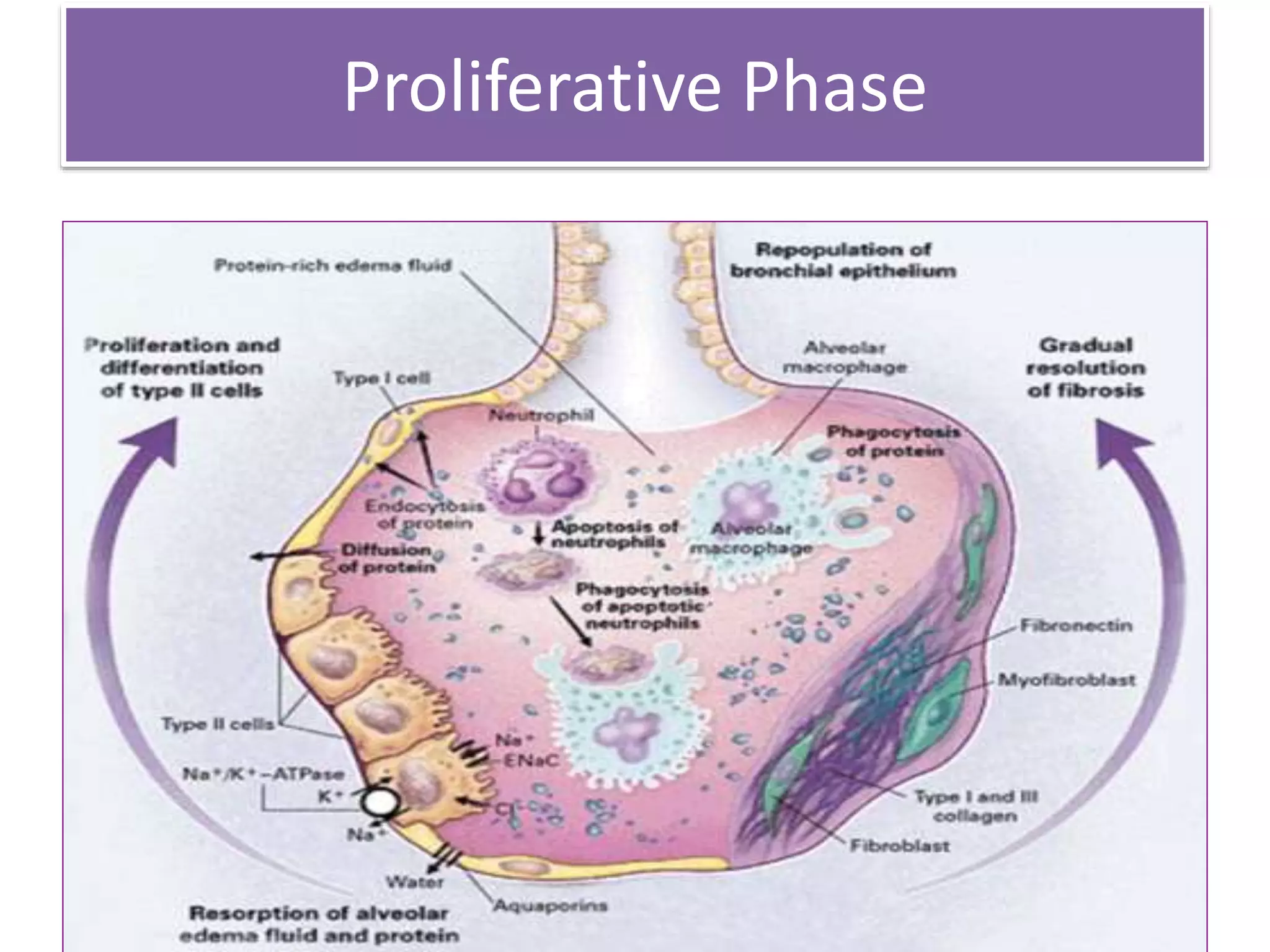 Proliferative Phase
 