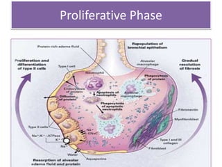 Proliferative Phase
 