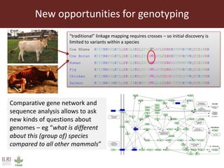 The sustainable use of animal genetics in developing countries