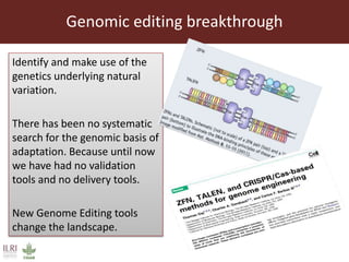 The sustainable use of animal genetics in developing countries