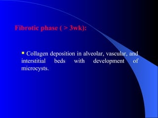 Fibrotic phase ( > 3wk): Collagen deposition in alveolar, vascular, and interstitial beds with development of microcysts.  