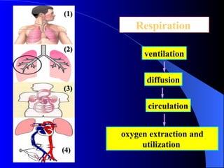 Respiration   ventilation diffusion circulation oxygen extraction and utilization   (1) (2) (3) (4) 