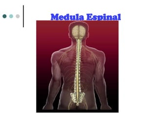 Medula Espinal 