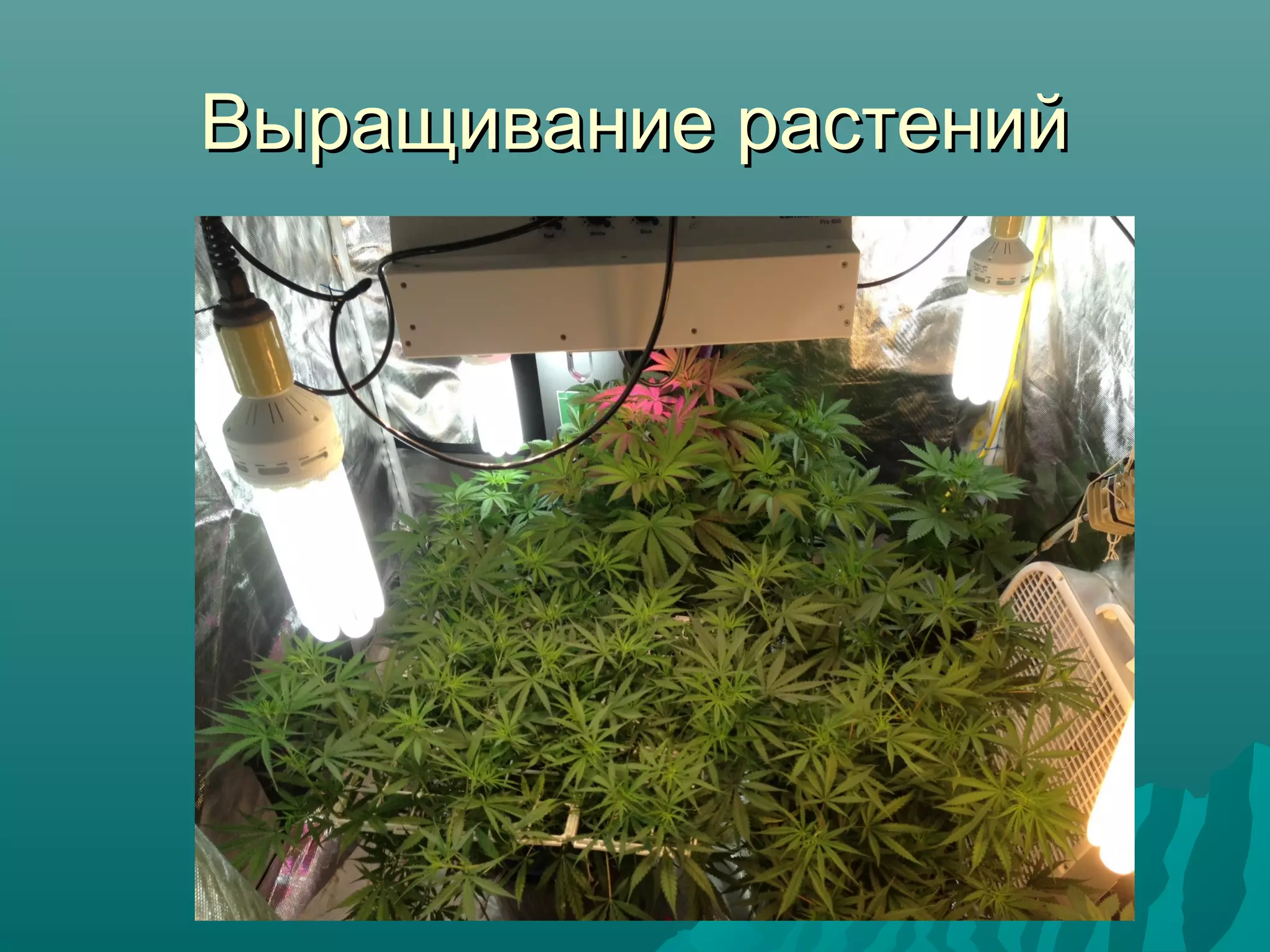 Выращивание растенийВыращивание растений
 