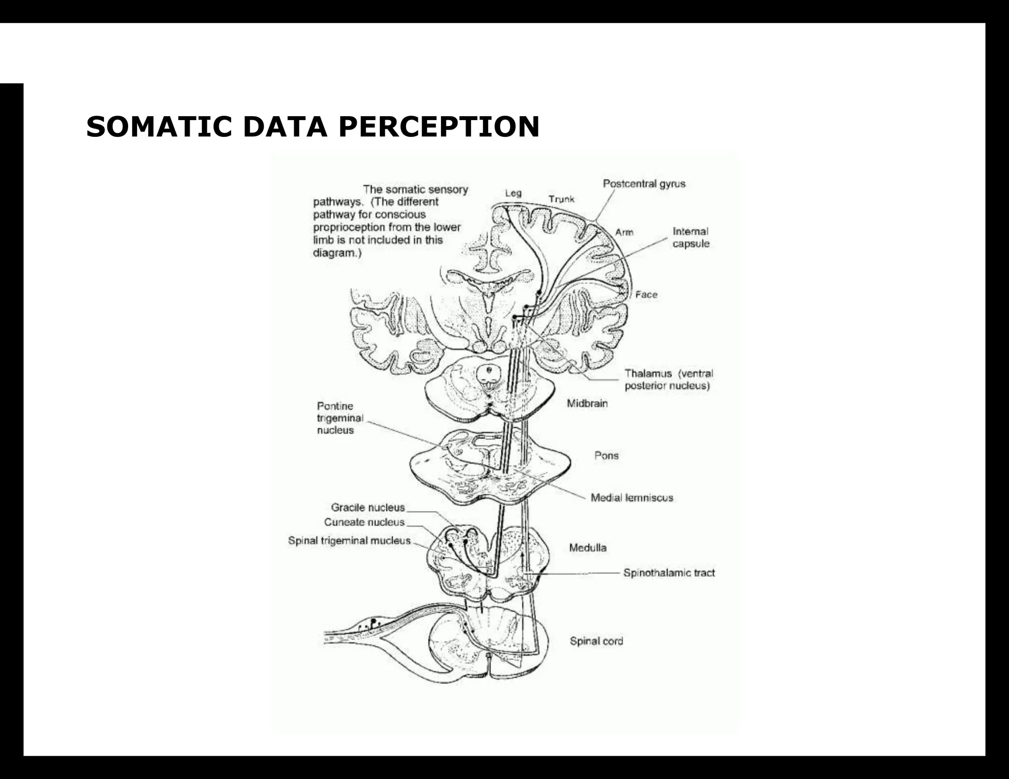 Somatic data perception