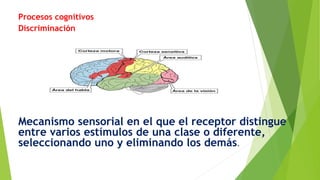 Procesos cognitivos
Discriminación
Mecanismo sensorial en el que el receptor distingue
entre varios estímulos de una clase o diferente,
seleccionando uno y eliminando los demás.
 