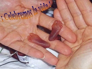 ¡ Celebremos la vida ! 