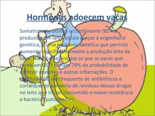 Hormonas adoecem vacas Somatrotopia bovina recombinante (BSTr), produzida em larga escala graças á engenharia genética, é uma hormona sintética que permite aumentar significativamente a produção leite de vaca. No entanto, estima-se que as vacas que recebiam BSTr tinham 79% de probabilidade de contrair mastites e outras inflamações. O resultado é o uso frequente de antibióticos e consequente aumento de resíduos dessas drogas no leite que irá ser consumido e maior resistência a bactérias patogénicas. 