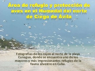 Fotografías de los cayos al norte de la playa
Cunagua, donde se encuentra uno de los
mayores y más impresionantes refugios de la
fauna silvestre en Cuba.
 