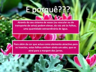 Através do seu sistema de vasos (ou vascular ou de
 transporte de seiva) podem elevar, da raiz até às folhas,
         uma quantidade extraordinária de água.




Para além da cor que actua como elemento atractivo para
 os insectos, estas folhas emitem ainda um odor, que os
              atrai para a margem dos jarros.
 