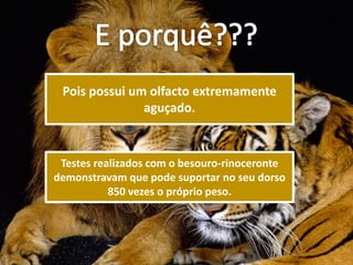 Pois possui um olfacto extremamente
               aguçado.



 Testes realizados com o besouro-rinoceronte
demonstravam que pode suportar no seu dorso
           850 vezes o próprio peso.
 