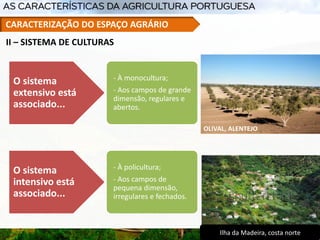 II – SISTEMA DE CULTURAS
O sistema
extensivo está
associado...
- À monocultura;
- Aos campos de grande
dimensão, regulares e
abertos.
Ilha da Madeira, costa norte
OLIVAL, ALENTEJO
CARACTERIZAÇÃO DO ESPAÇO AGRÁRIO
O sistema
intensivo está
associado...
- À policultura;
- Aos campos de
pequena dimensão,
irregulares e fechados.
 