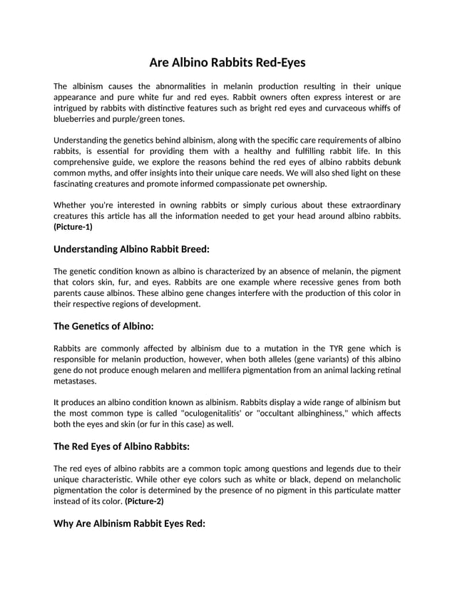 Are Albino Rabbits Red Eyes: Understanding Albino Rabbit Breed | DOCX