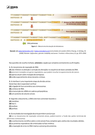 Figura 2 – Mecanismo de atuação da telomerase.
Baseado em www.mechanobio.info e www.sciencedaily.com(consultados em outubro 2021),Cheung, A. & Deng, W.
(2008) Telomere dysfunction, genome instability and cancer. Frontiers in Bioscience,13, pp. 2075-2090
Nas questões de escolha múltipla, selecione a opção que completa corretamente as afirmações.
1. Os mecanismos de reparação de DNA
(A) são infalíveis na deteção e correção de alterações na sequência de bases azotadas do DNA.
(B) previnem mutações em genes reguladores, que podem resultar no aparecimento de cancro.
(C) apenas atuam sobre mutação desvantajosas.
(D) estão especialmente ativos durante a mitose.
2. A interfase é uma importante etapa da divisão celular.
Nesta fase não é expectável verificar
(A) a ligação do fuso acromático aos cromossomas.
(B) a síntese de RNA.
(C) a transcrição de mRNA em cadeias polipeptídicas.
(D) um aumento do volume celular.
3. Segundo o documento, o DNA está mais vulnerável durante a
(A) metafase.
(B) fase S.
(C) anafase.
(D) profase.
4. Osresultadosdainvestigaçãodescritapermitemconcluirque
(A) se os mecanismos de reparação estiverem ativos, poderá ocorrer a fusão das partes terminais de
diferentes cromossomas.
(B) o conhecimento científico sobre o ciclo celular ficou completo após análise dos resultados obtidos.
(C) as proteínas reparadoras são sintetizadas na fase mitótica.
(D) a reparação de erros no DNA implica a presença de proteínas.
 
