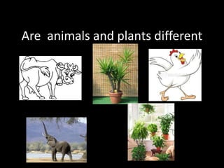 Are  animals and plantsdifferent 