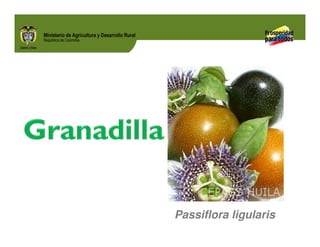 Passiflora ligularis
 