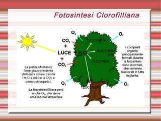 Fotosintesi Clorofilliana
 