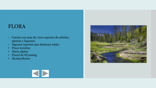 FLORA
- Cuenta con mas de 1700 especies de arboles,
plantas y líquenes
- Algunas especies que destacan están:
• Pinos torcidos
• Abeto alpino
• Pincel de Wyoming
• Monkeyflower
 