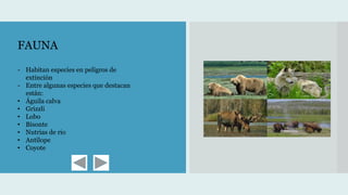 FAUNA
- Habitan especies en peligros de
extinción
- Entre algunas especies que destacan
están:
• Águila calva
• Grizzli
• Lobo
• Bisonte
• Nutrias de rio
• Antílope
• Coyote
 