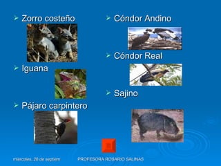 Zorro costeño Iguana Pájaro carpintero Cóndor Andino Cóndor Real Sajino 