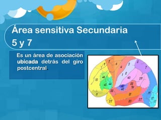 Área sensitiva Secundaria
5 y 7
Es un área de asociación
ubicada detrás del giro
postcentral.
 