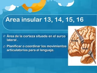 Area insular 13, 14, 15, 16
Área de la corteza situada en el surco
lateral .
Planificar o coordinar los movimientos
articulatorios para el lenguaje.
 