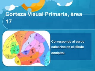 Corteza Visual Primaria, área
17
Corresponde al surco
calcarino en el lóbulo
occipital.
 