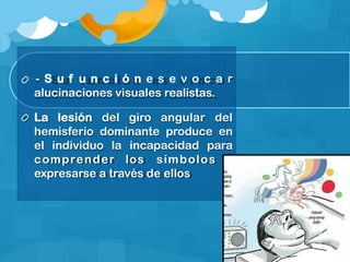 - S u f u n c i ó n e s e v o c a r
alucinaciones visuales realistas.
La lesión del giro angular del
hemisferio dominante produce en
el individuo la incapacidad para
comprender los símbolos y
expresarse a través de ellos
 