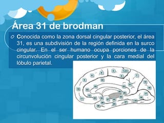 Área 31 de brodman
Conocida como la zona dorsal cingular posterior, el área
31, es una subdivisión de la región definida en la surco
cingular. En el ser humano ocupa porciones de la
circunvolución cingular posterior y la cara medial del
lóbulo parietal.
 