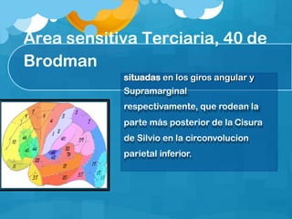 Área sensitiva Terciaria, 40 de
Brodman
situadas en los giros angular y
Supramarginal
respectivamente, que rodean la
parte más posterior de la Cisura
de Silvio en la circonvolucion
parietal inferior.
 