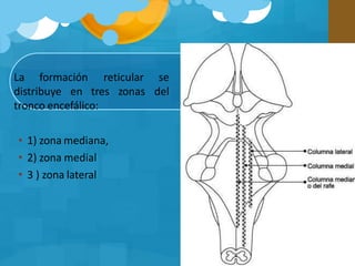 La formación
distribuye en tres zonas
reticular se
del
tronco encefálico:
• 1) zona mediana,
• 2) zona medial
• 3 ) zona lateral
 