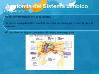 Anatomía del Sistema Límbico
3. Hipotálamo
•El núcleo ventromedial es el de la saciedad.
•El núcleo supraquiasmatico coordina los ciclos que tienen que ver con la luz y la
oscuridad.
•El hipotálamo es el gran coordinador del sistema neurovegetativo
16
 