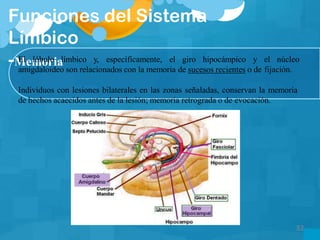 Funciones del Sistema
Límbico
-MemoriaEl lóbulo límbico y, específicamente, el giro hipocámpico y el núcleo
amigdaloideo son relacionados con la memoria de sucesos recientes o de fijación.
Individuos con lesiones bilaterales en las zonas señaladas, conservan la memoria
de hechos acaecidos antes de la lesión; memoria retrograda o de evocación.
32
 