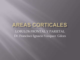 LOBULOS FRONTAL Y PARIETAL
Dr. Francisco Ignacio Vázquez Gilces
 