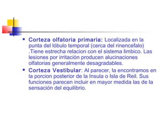  Corteza olfatoria primaria: Localizada en la
punta del lóbulo temporal (cerca del rinencefalo)
.Tiene estrecha relacion con el sistema limbico. Las
lesiones por irritación producen alucinaciones
olfatorias generalmente desagradables.
 Corteza Vestibular: Al parecer, la encontramos en
la porcion posterior de la Insula o Isla de Reil. Sus
funciones parecen incluir en mayor medida las de la
sensación del equilibrio.
 