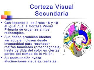 Corteza Visual
Secundaria
 Corresponde a las áreas 18 y 19
al igual que la Corteza Visual
Primaria se organiza a nivel
retinotópico.
 Sus daños producen efectos
variados e incluyen desde
incapacidad para reconocer
rostros familiares (prosopagnosia)
hasta perdida del color en ciertas
partes del campo de la visión.
 Su estimulación evoca
alucinaciones visuales realistas.
 