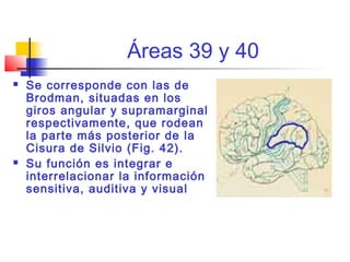 Áreas 39 y 40
 Se corresponde con las de
Brodman, situadas en los
giros angular y supramarginal
respectivamente, que rodean
la parte más posterior de la
Cisura de Silvio (Fig. 42).
 Su función es integrar e
interrelacionar la información
sensitiva, auditiva y visual
 