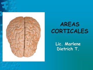 AREAS
CORTICALES
Lic. Marlene
Dietrich T.
 