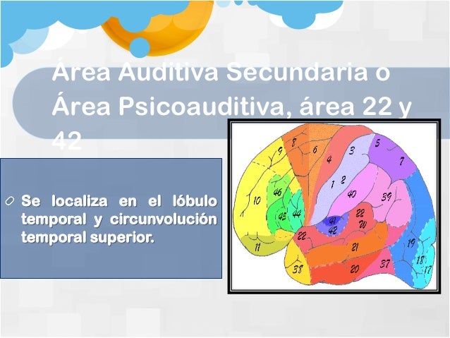 Areas de brodmann completas con descripción