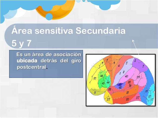Areas de brodmann completas con descripción