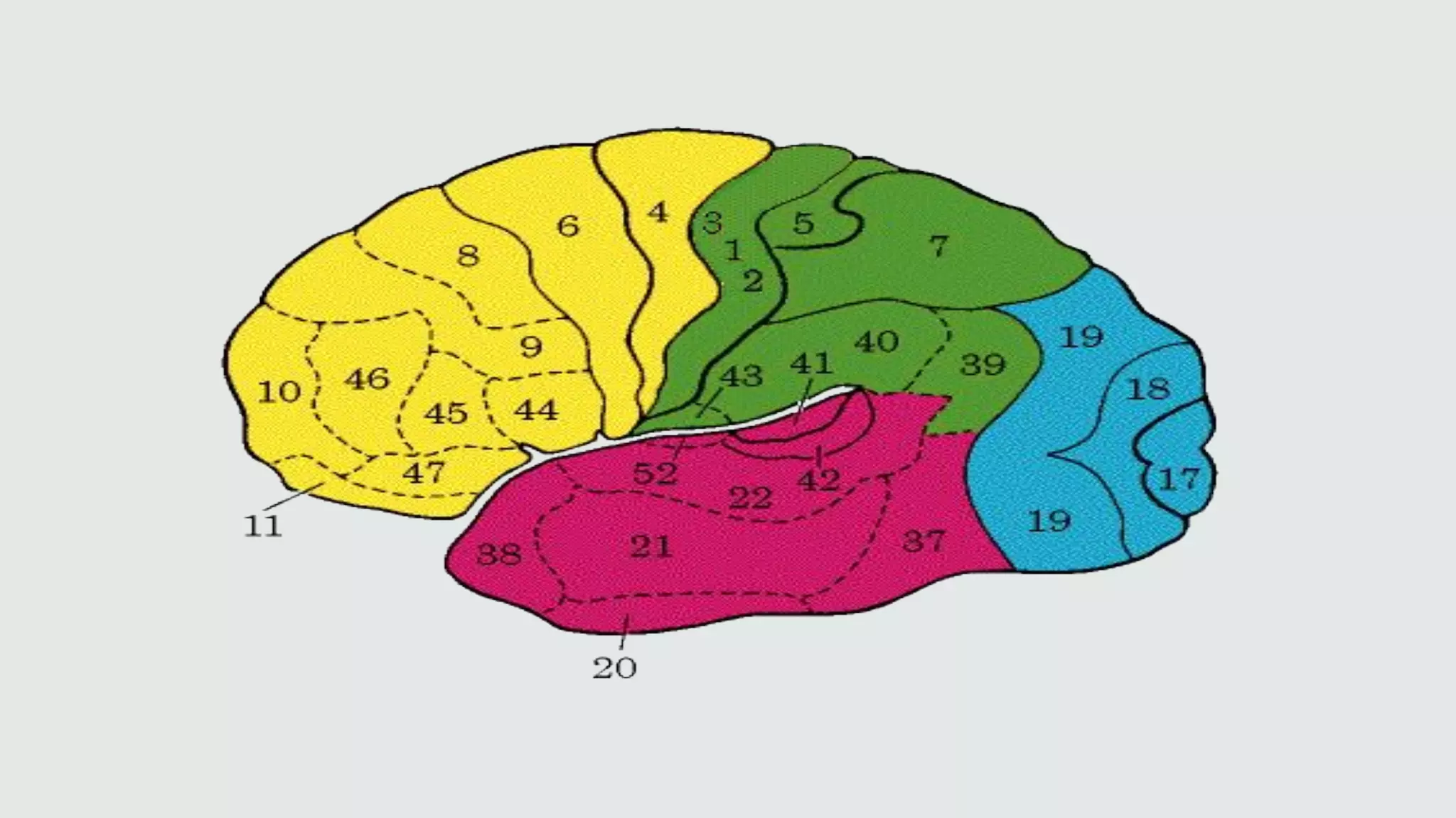 AREAS DE BRODMANN.pdf