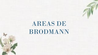AREAS DE
BRODMANN
 