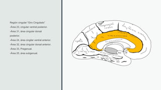 AREAS DE BRODMANN.pdf