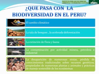 INSTITUTO PERUANO DE DERECHO
                                AMBIENTAL Y PATRIMONIO CULTURAL




El cambio climático


La tala de bosques ,.la acelerada deforestación


La extinción de flora y fauna

La contaminación por actividad minera, petrolera e
industrial

La desaparición de numerosas etnias, pérdida de
conocimientos tradicionales sobre recursos genéticos,
propiedades de numerosas plantas y animales y prácticas
de manejo sostenible de los ecosistemas
 
